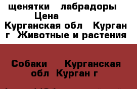 щенятки - лабрадоры › Цена ­ 10 000 - Курганская обл., Курган г. Животные и растения » Собаки   . Курганская обл.,Курган г.